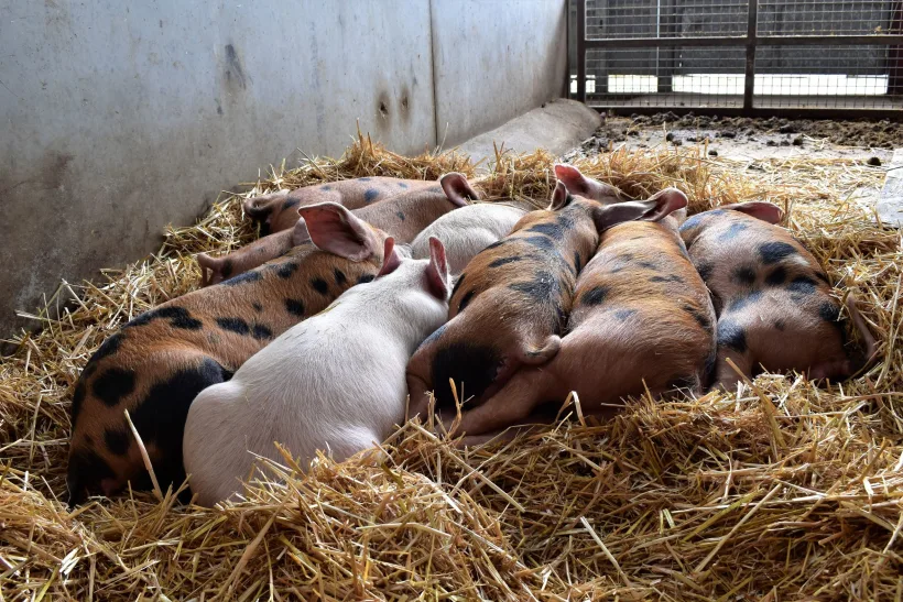 Program de sprijin pentru crescătorii de porci din rasele Bazna și Mangalița