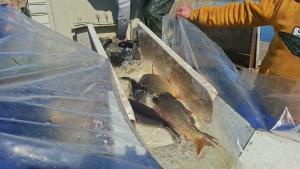 Două tone de crap, introduse în Balta Zătun pentru noul sezon de pescuit