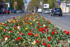 Va fi un spectacol floral de culoare!