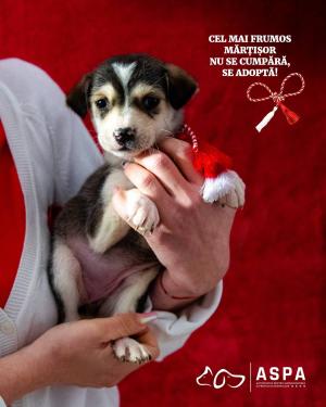 „Cel mai frumos mărțișor nu se cumpără, se adoptă!”