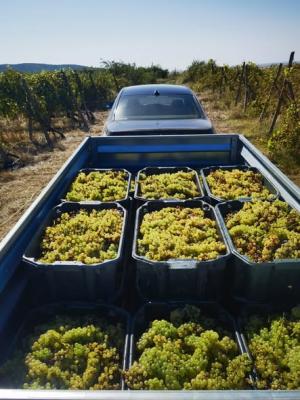 Podgoria Miniș–Măderat confirmă tradiția vinului arădean și duce mai departe renumele județului Arad