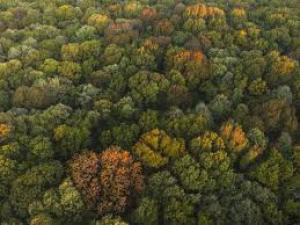 Pădurea Băneasa, 331 de hectare de arie naturală protejată